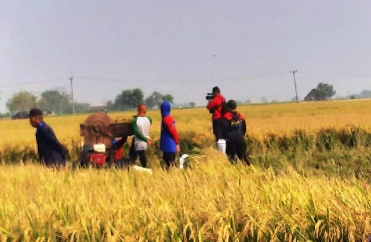 Harag Beras Seimbang dengan Harga Pupuk