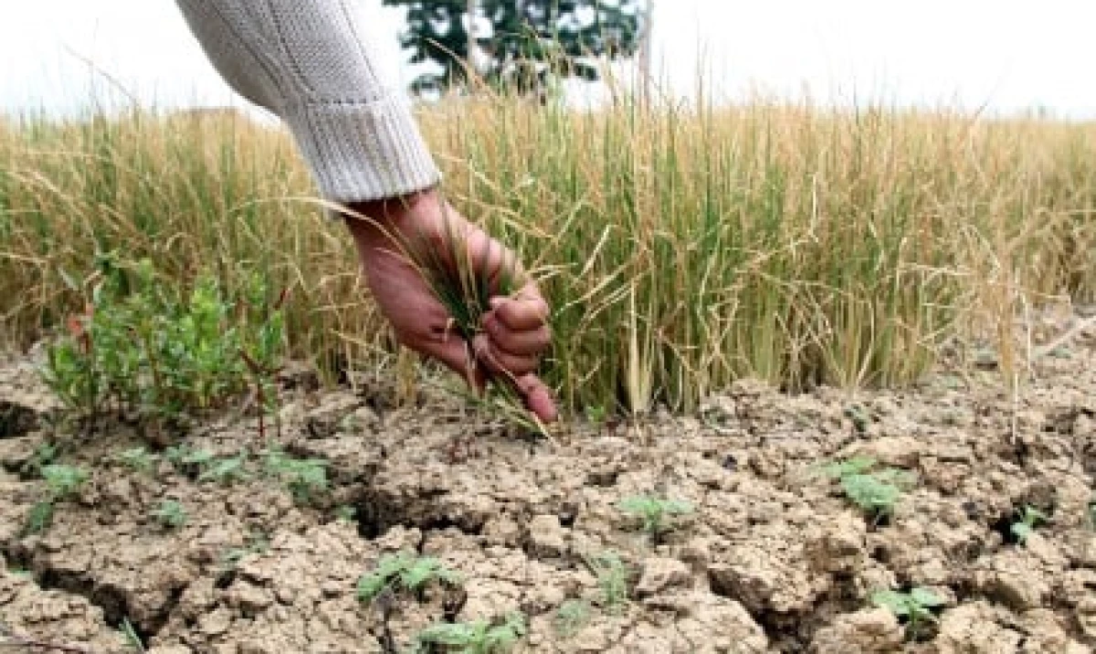 Sekitar 2.000 Hektar Lahan Pertanian di Subang Terancam Gagal Panen Akibat Kekeringan