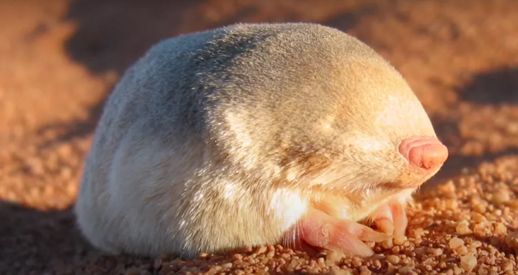 Tak Terlihat Sejak 1937, Tikus Berbulu Emas Ditemukan Kembali di Afrika