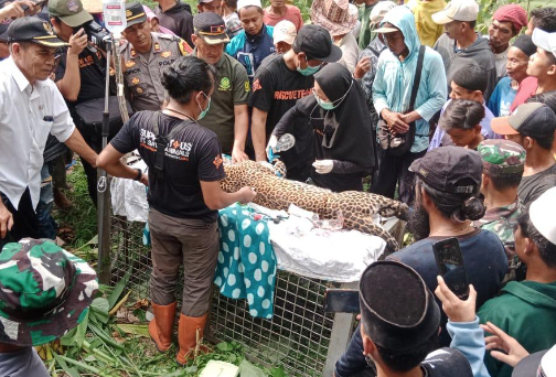 Bukan Babi, Macan Tutul Terperangkap Jebakan Babi