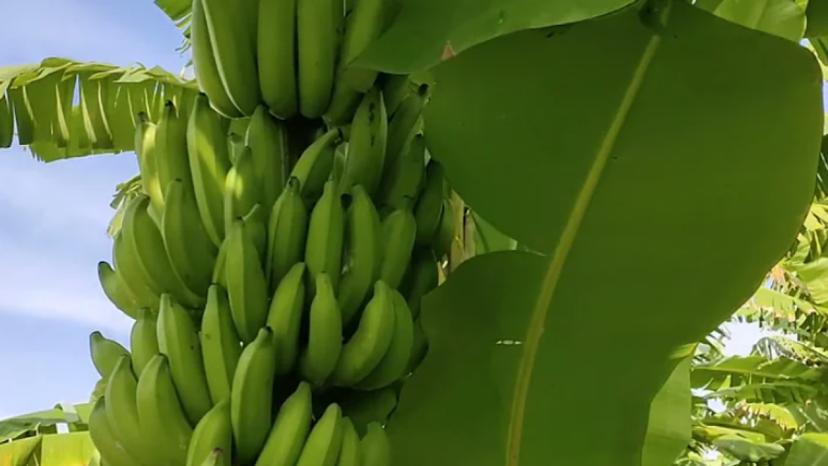 Jenis Pisang Terbaik yang Cocok untuk Menjadi Olahan Keripik
