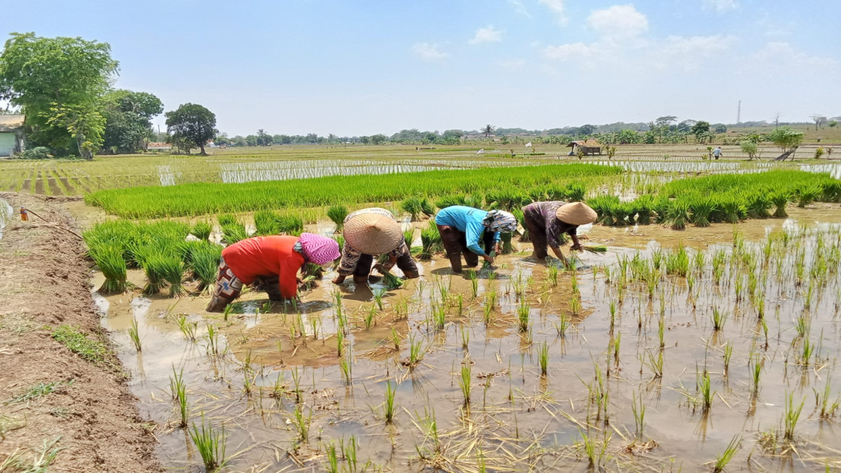 Petani Subang Keluhkan Pembatasan Pembelian Pupuk, Per 100 Bata Hanya Dapat 35 Kilogram