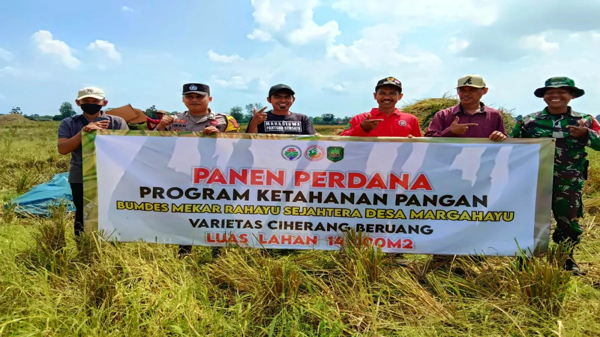Petani di Subang Gembira Harga Pupuk Turun, Biaya Produksi Rendah