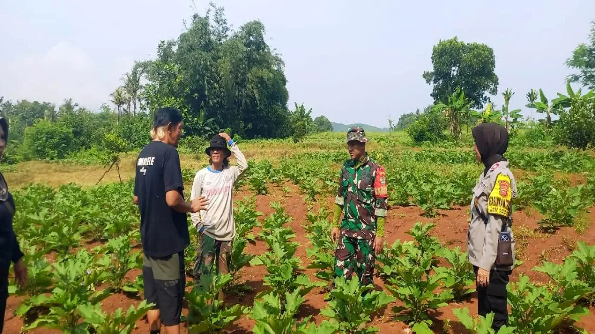 Koramil Kalijati Dorong Petani di Subang Tanam Palawija, Penguatan Ketahanan Pangan Nasional