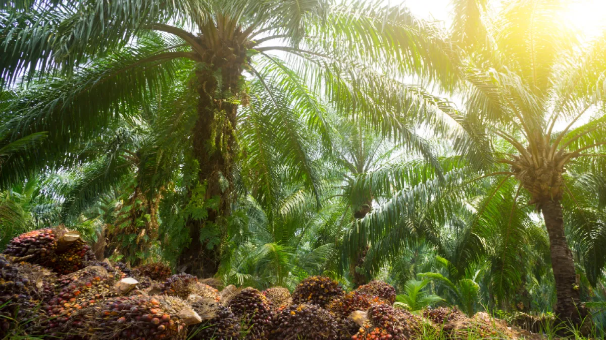 Ikuti Arahan Dedi Mulyadi, Pemkab Cianjur Melarang Pembukaan Lahan Sawit Baru
