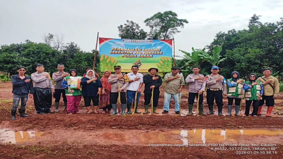 Tanam Satu Hektare Jagung Hibrida, Polsek Cikaum Dukung Program Ketahanan Pangan di Subang