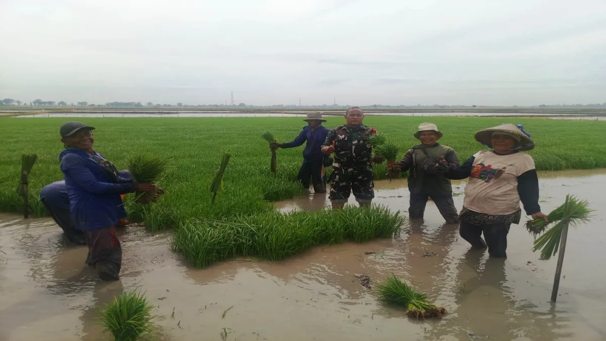 Babinsa Pusakanagara Dampingi Percepatan Tanam Padi