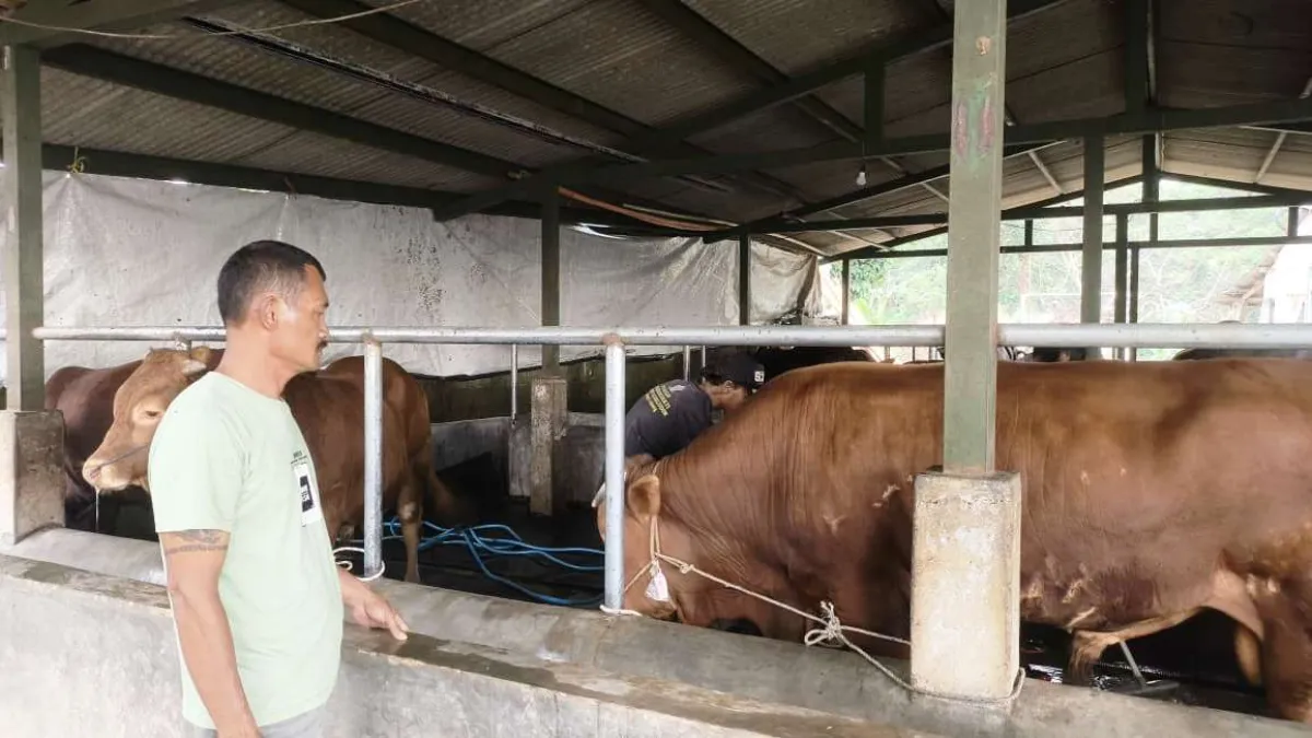 Harga Naik, Penjualan Sapi Kurban di Subang Turun