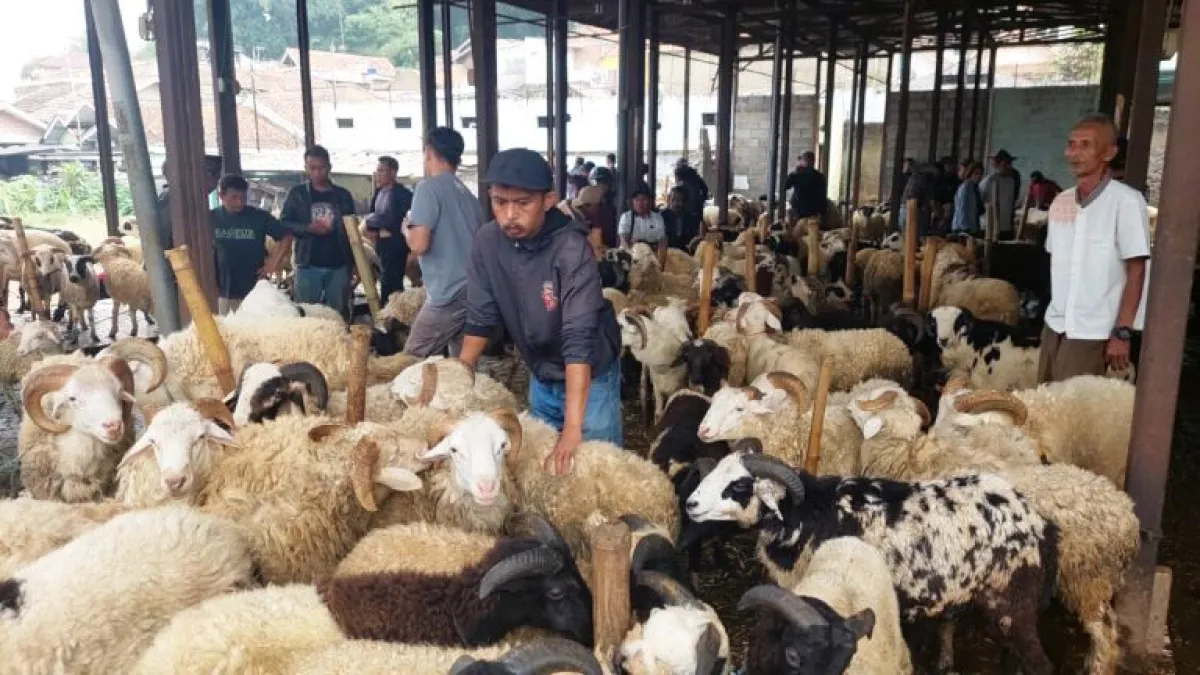 Jelang Idul Adha, Penjualan Hewan Kurban di Pasar Ternak Padalarang Mulai Meningkat