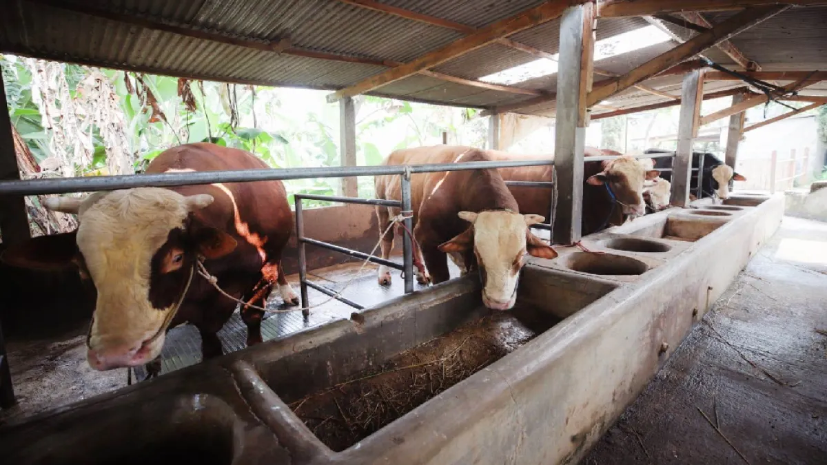 Enam Tahun Berturut-turut, DSP Farm Jadi Pemasok Sapi Presiden