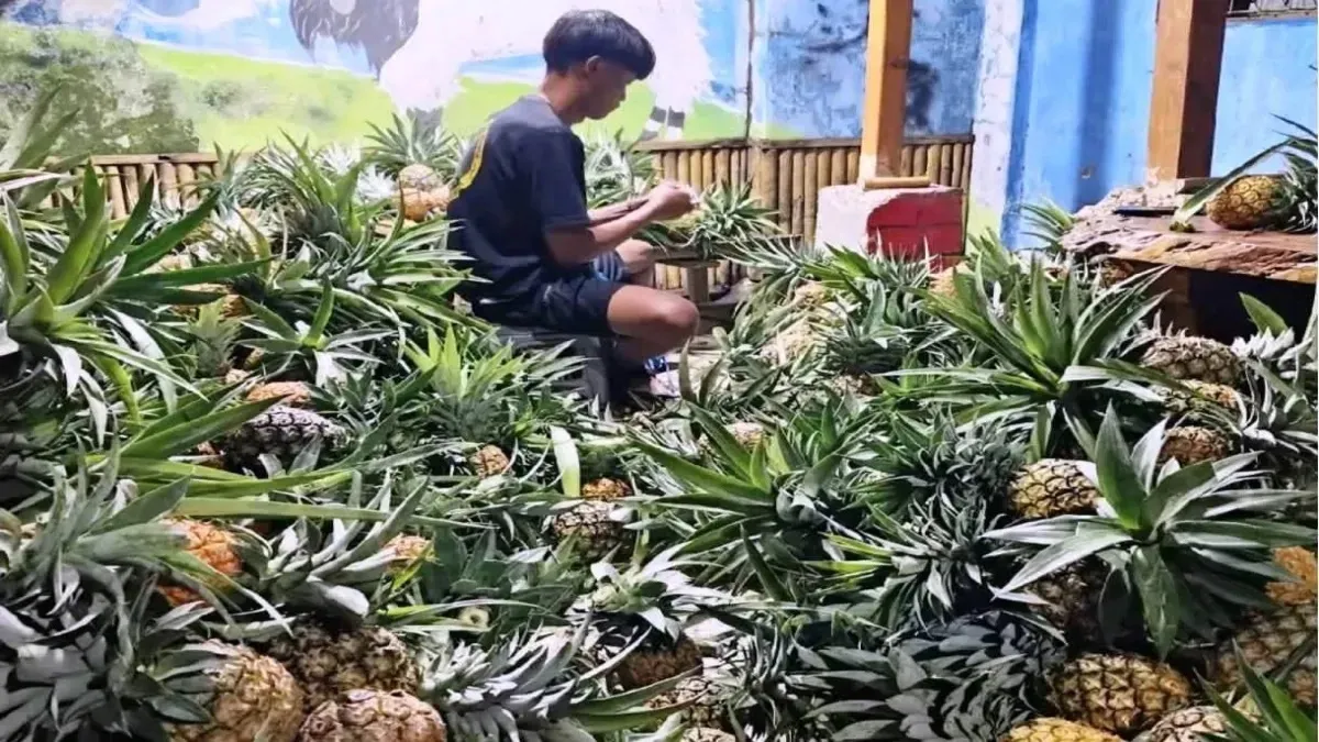 Harga Nanas di Subang Merangkak Naik
