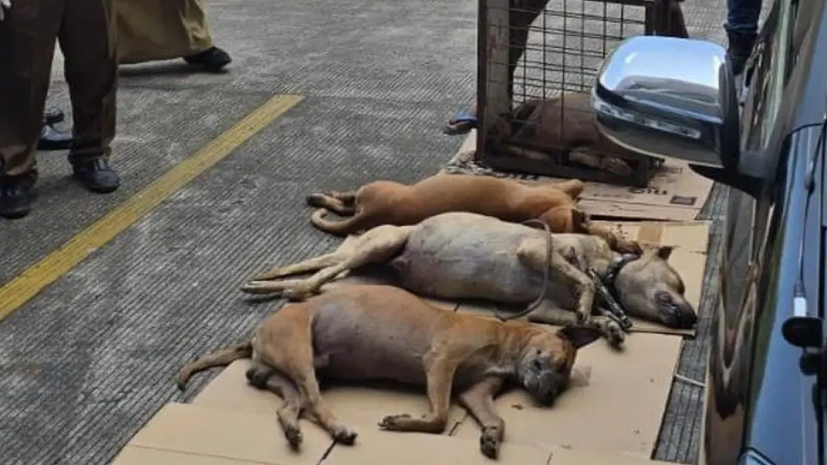 Kronologi dan Fakta Kasus Tewasnya Bocah 9 Tahun Akibat Serangan 30 Anjing Pemburu Babi Hutan di Bogor