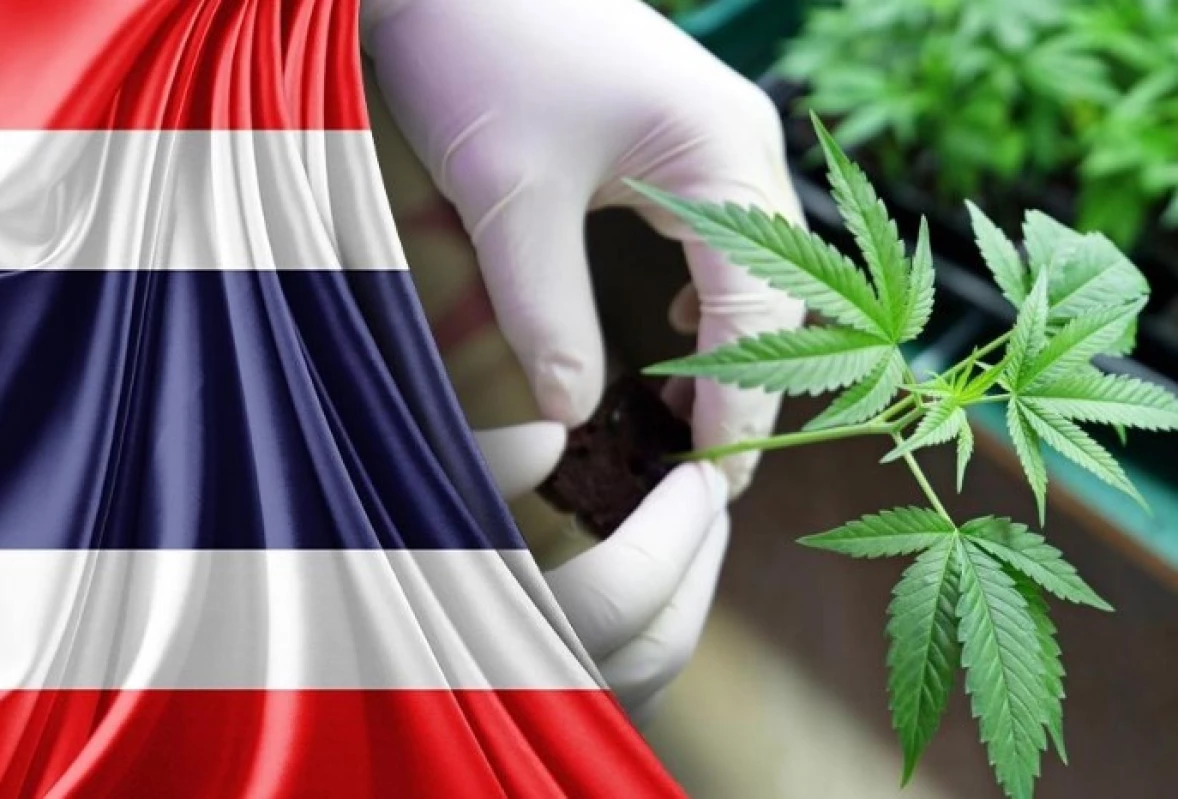Thailand Melarang Ganja untuk "Senang-senang" Mulai Tahun Depan, Siap-siap Denda Kalau Melanggar!