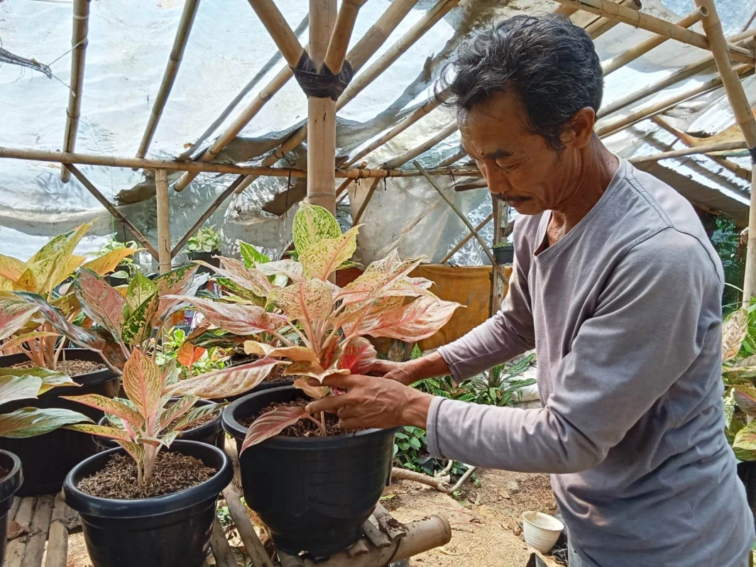 Tanaman Hias di Subang Jadi Bisnis Menjanjikan, Satunya Dihargai Rp 10 Juta
