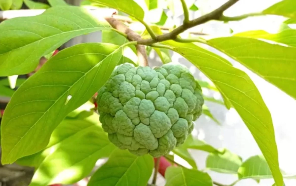 7 Manfaat Buah Srikaya yang Jarang Diketahui