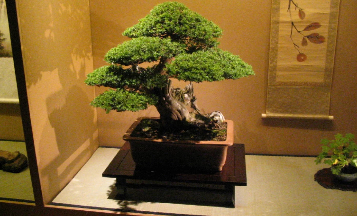 Tips Budidaya dan Merawat Bonsai, Panduan Lengkap dari Pemula Hingga Meraup Untung Besar dan Menjadi Sukses
