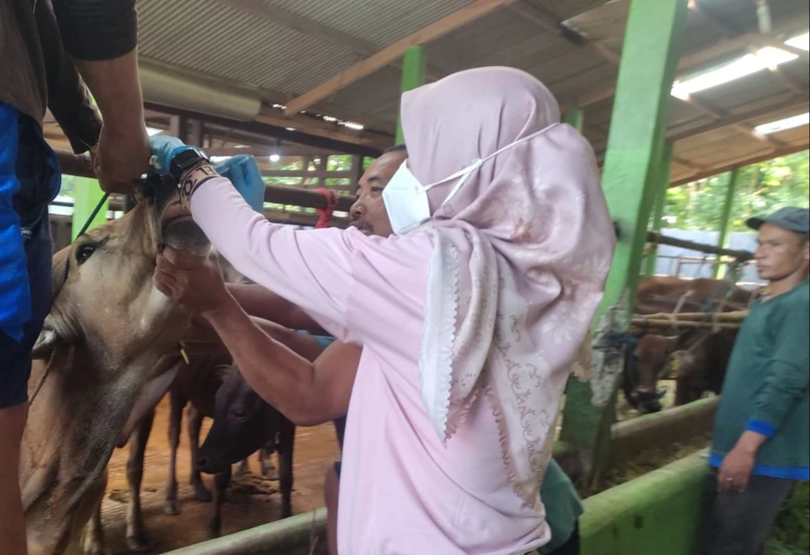Disnakeswan Kabupaten Subang Pastikan Kesehatan Hewan Kurban