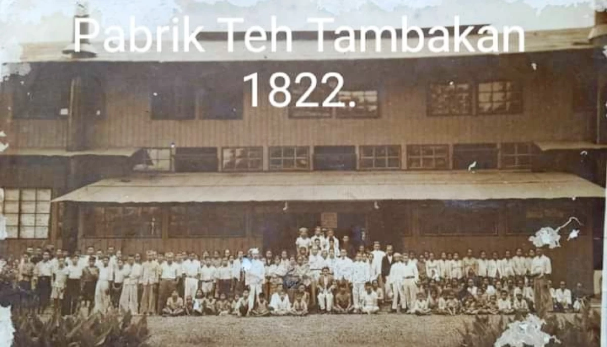 Menelusuri Masa Jaya Pabrik Teh Tambakan yang Dikelola oleh Perusahaan P & T Lands