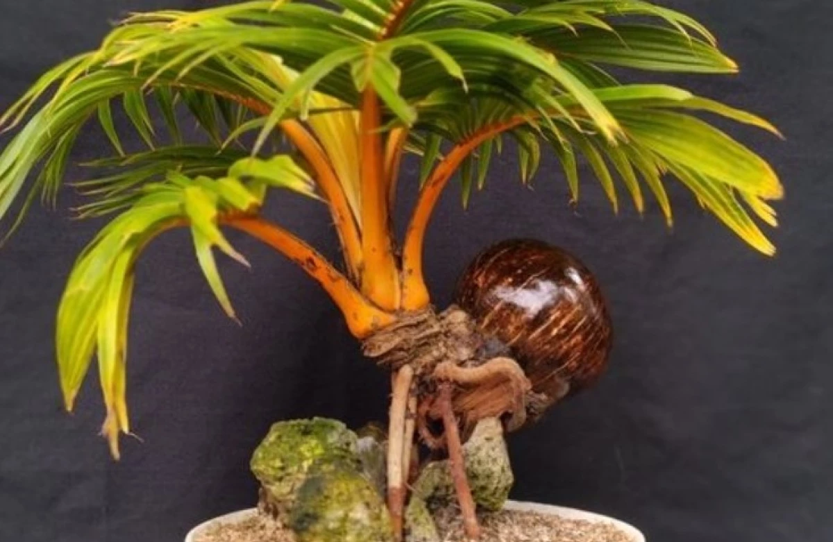 5 Bonsai Kelapa Termahal di Indonesia!