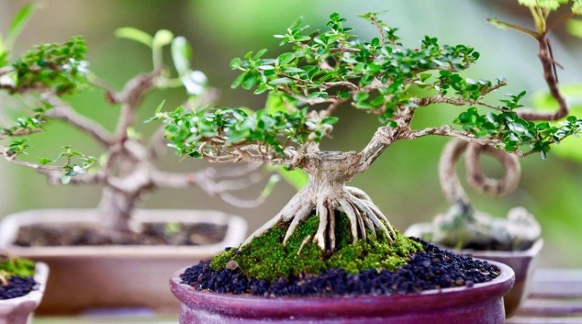 Bonsai Bukan Sekedar Tanaman Hias, Tapi Seni Hidup yang Bernilai Puluhan Juta!