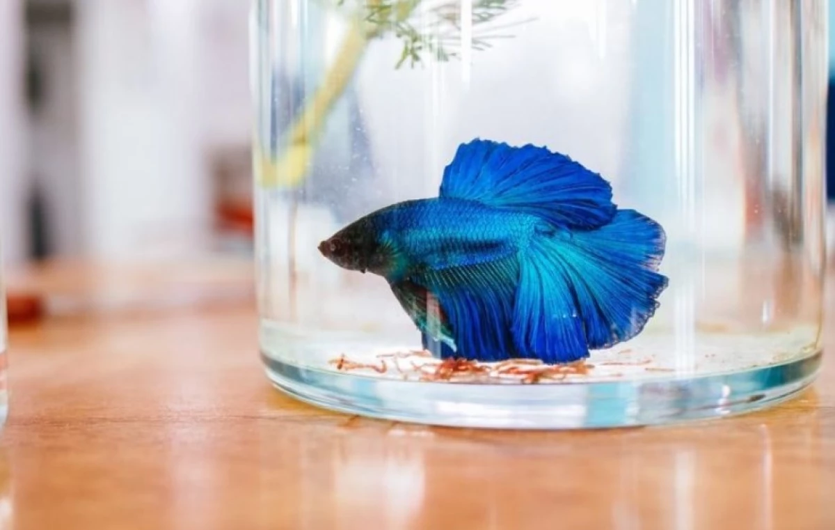 5 Manfaat Daun Ketapang untuk Ikan Cupang yang Jarang Diketahui