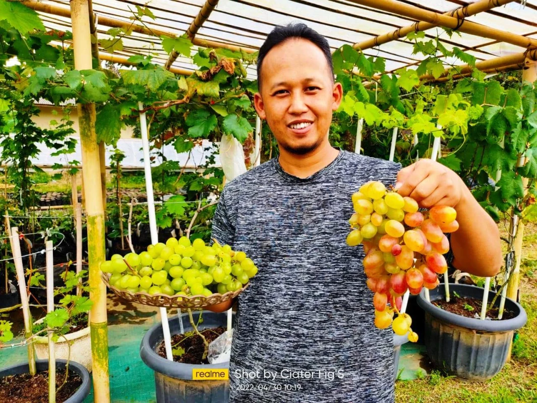 Saung Tinanggur di Ciater Subang Konsisten Jadi Pusat Pelatihan dan Budidaya Anggur