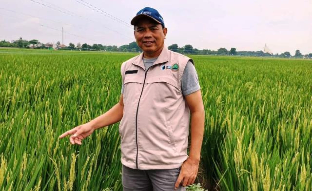 Sisi Lain Kenaikan Harga Beras, Petani Juga Perlu Sejahtera