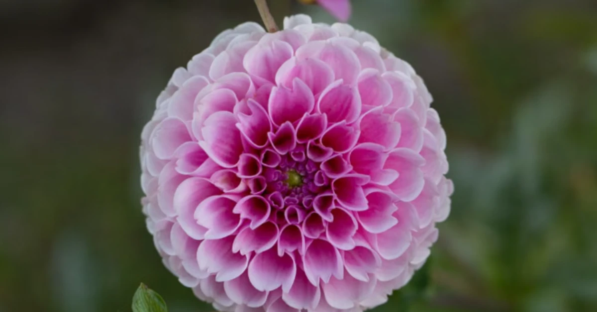 Tips agar Dahlia Mekar Sempurna, Ini Cara Merawatnya yang Tepat