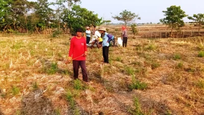 Darurat Kekeringan! 1.800 Hektare Lahan Sawah di Subang Terancam Gagal Panen