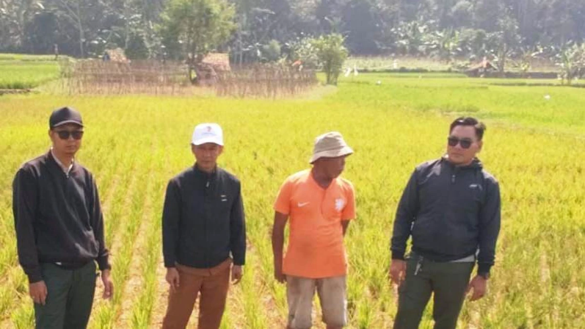 Tujuh Hektare Sawah di Tambakmekar Alami Kekeringan