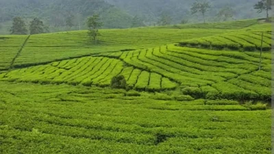 Ada 3 Desa! Ini Lokasi Revitalisasi Kebun Teh Ciater Subang Tahun 2026