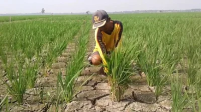 Kemarau Subang Belum Usai, Ancaman Karhutla dan Kekeringan Mengintai