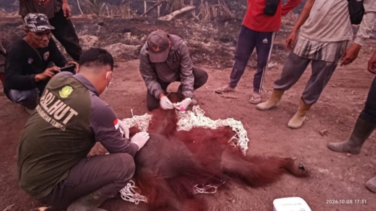 Karhutla Meluas di Kalimantan Tengah, Orang Utan Berbobot 56 Kg Alami Luka di Tangan dan Kaki