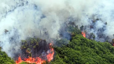 Dampak Karhutla di Kalimantan terhadap Lingkungan, Kesehatan, dan Kehidupan Masyarakat