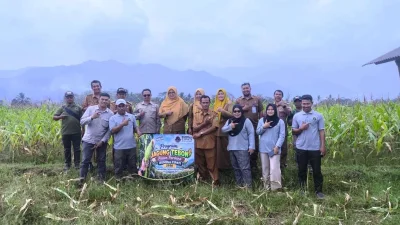 BUMDes CIPATI Desa Cimeuhmal Panen Perdana Jagung Tebon