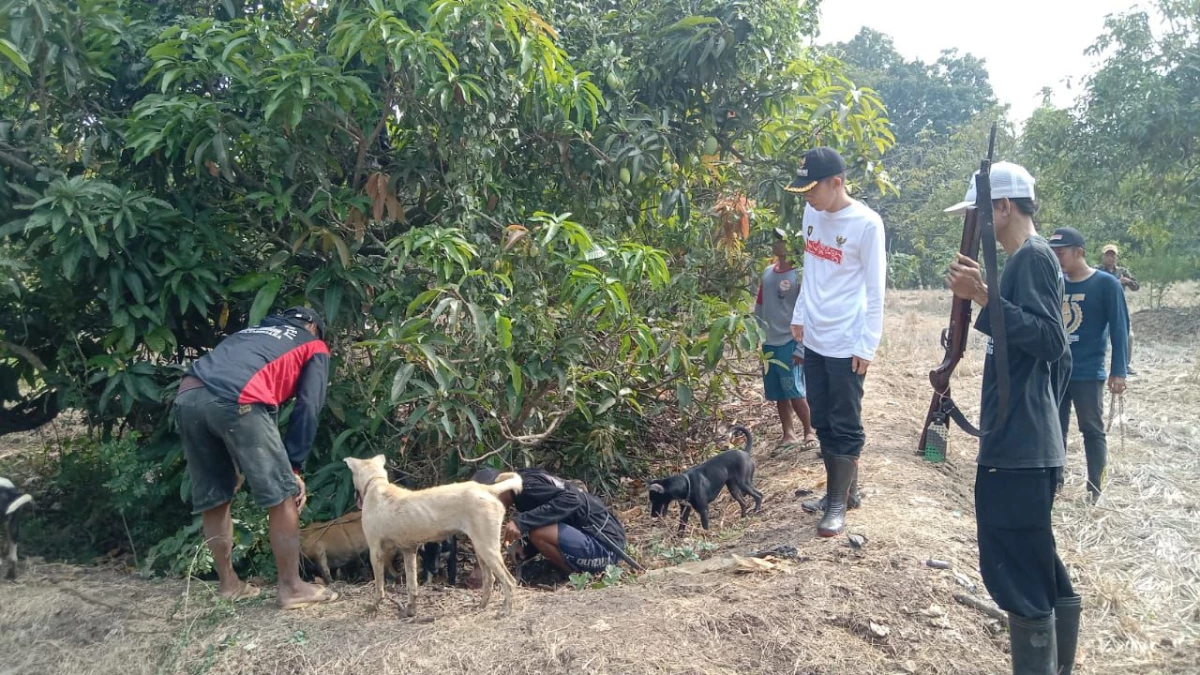 Pemerintah Kecamatan Tambakdahan Berantas Hama Tikus di Sawah