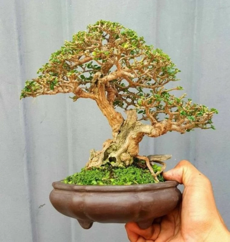 Cara Merawat Bonsai Sancang yang Baik dan Benar!