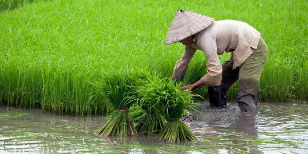 Beras Mahal? Petani Luar Negri Sudah Canggih, Petani Indonesia Bagaimana?