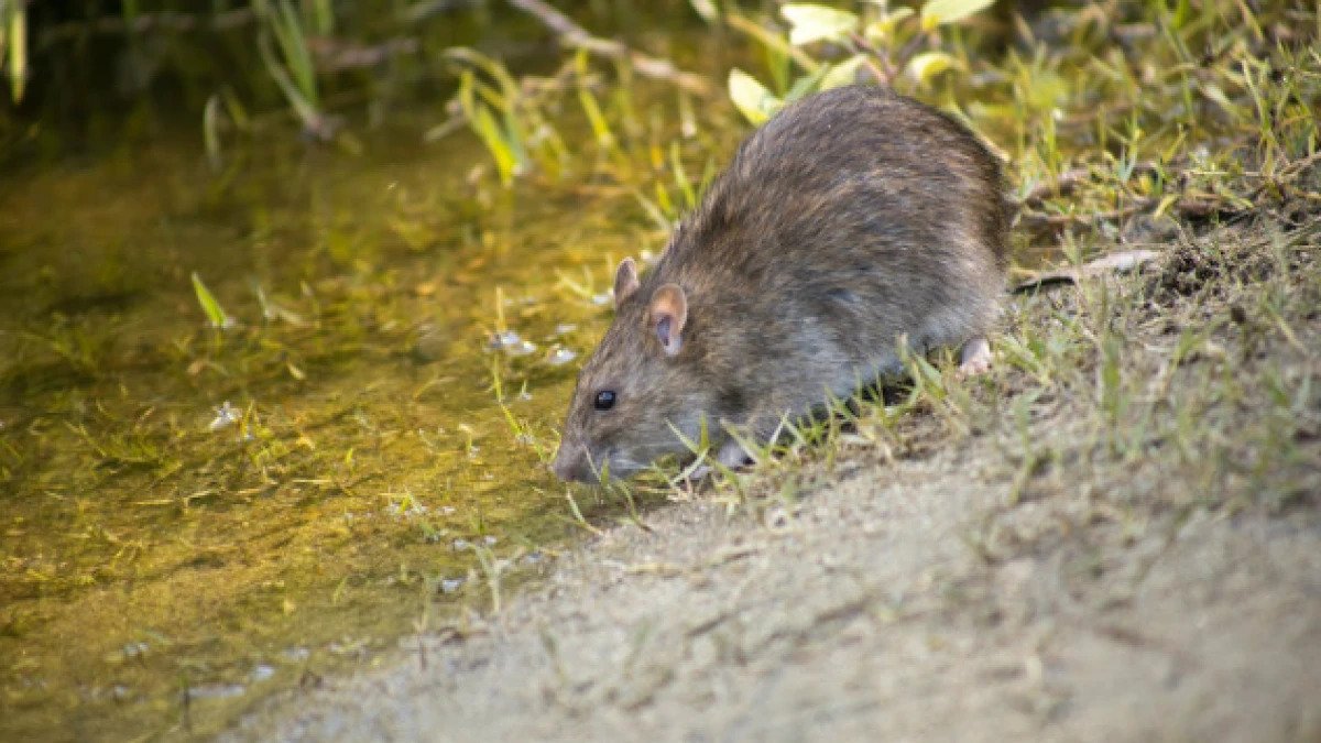 Ditinggal Liburan, Banyak Hewan Pengerat? Begini Cara Alami Usir Tikus dengan Bau-Bauan yang Tidak Disukai