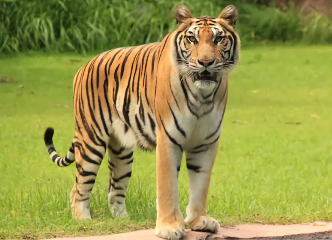 Macan dan Harimau, Sekilar Mirip Tapi Tidak Sama