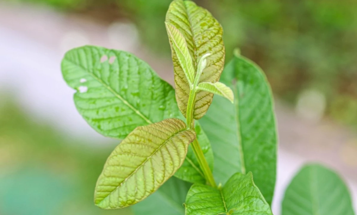7 Manfaat Daun Jambu Biji untuk Wajah!