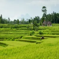 Momentum Hari Pangan Sedunia, Guru Besar IPB Suarakan Selamatkan Sawah Indonesia