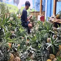 Libur Lebaran, Pedagang Nanas di Subang Raup Untung Berlipat