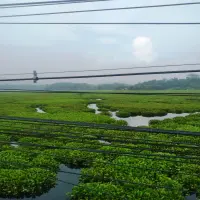 Pemkab Bandung Barat Didesak Atasi Krisis Eceng Gondok di Waduk Saguling