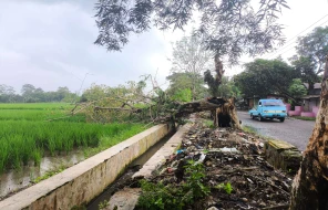 Pohon Tumbang Resahkan Warga Kelurahan Wanareja Subang, Sudah Satu Minggu Tak Dievakuasi