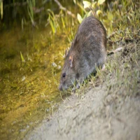 Ditinggal Liburan, Banyak Hewan Pengerat? Begini Cara Alami Usir Tikus dengan Bau-Bauan yang Tidak Disukai