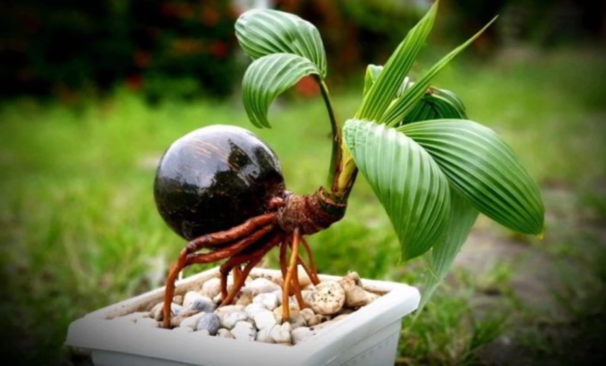 5 Bonsai Kelapa Termahal di Indonesia!