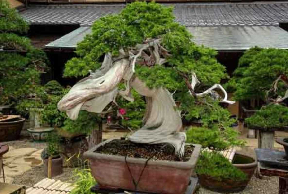 4 Bonsai Sancang Termahal di Indonesia!