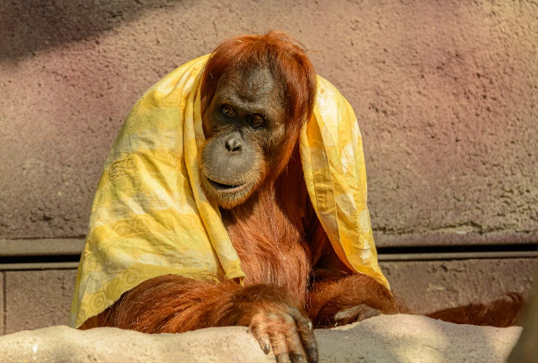 Nasib 3 Orangutan Sitaan Dipulangkan dari Thailand ke Indoneisa