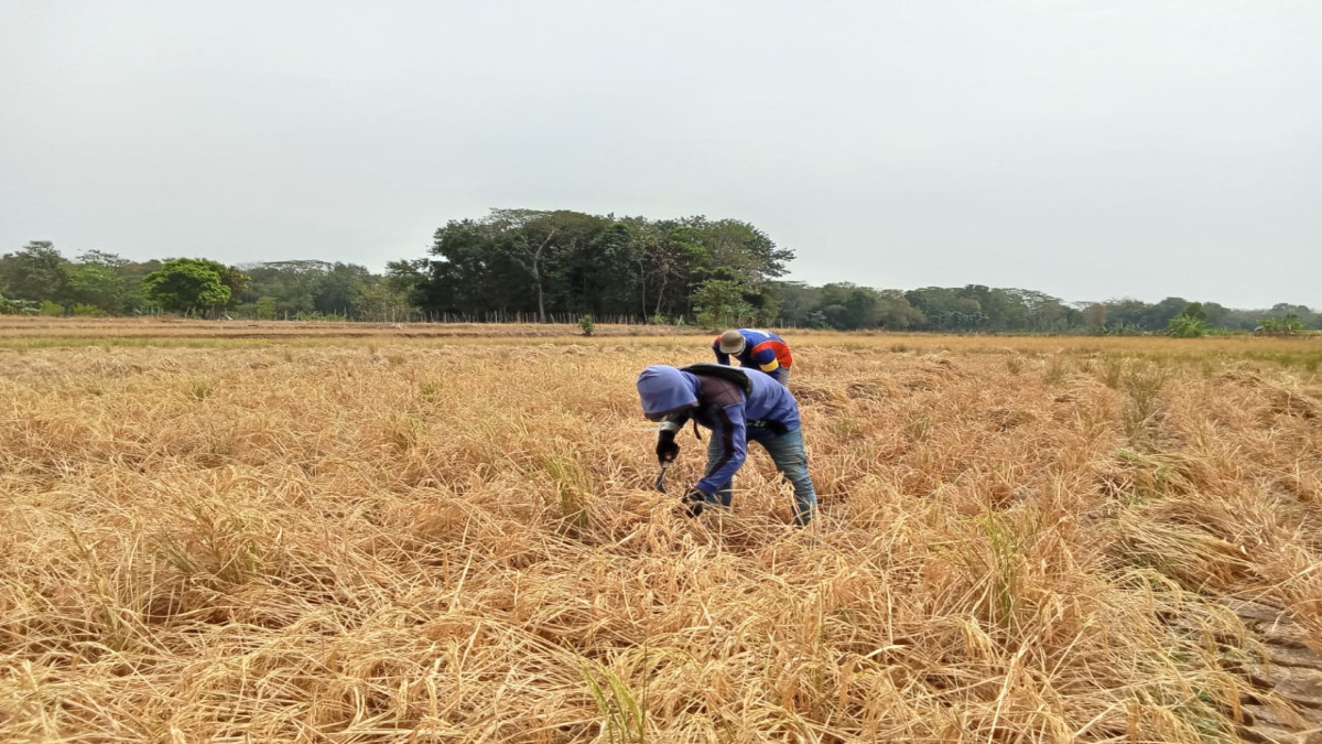 sawah gagal panen